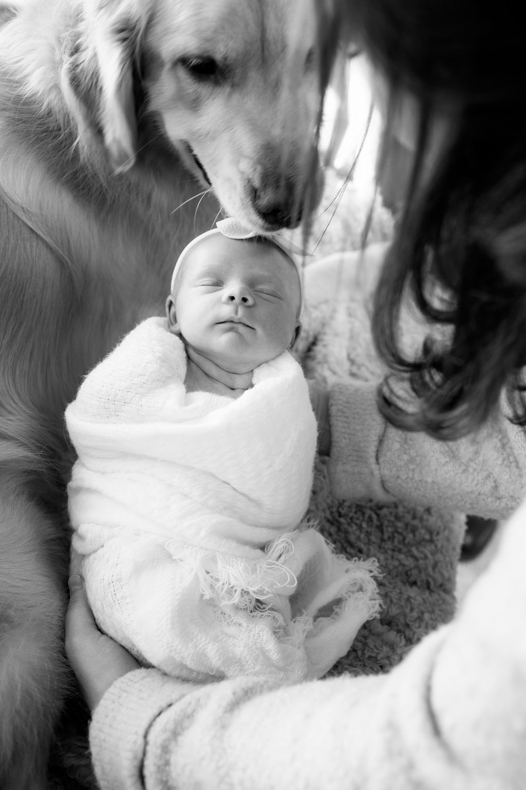 dog licking newborn black and white portrait