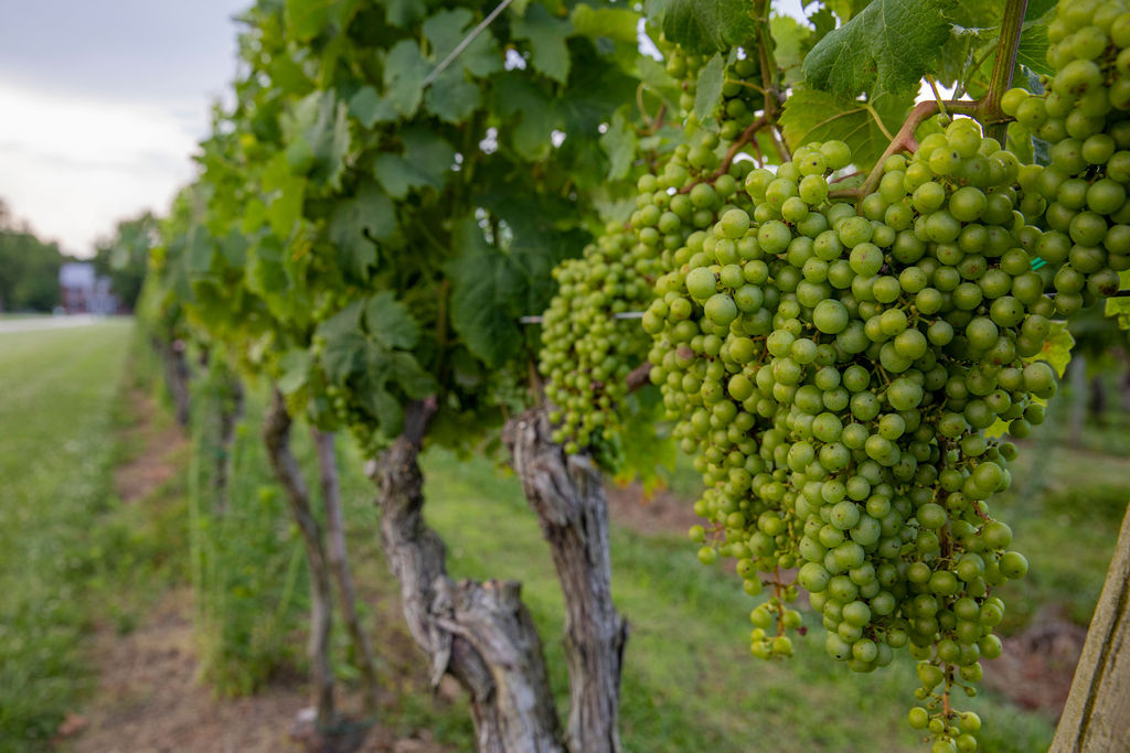 vineyard photography