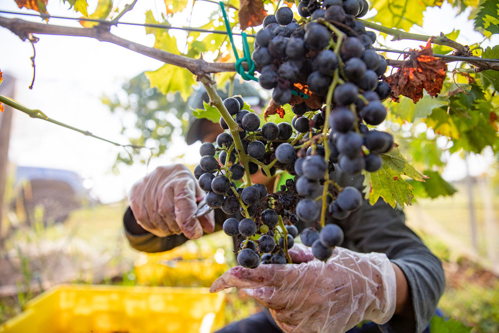 vineyard worker